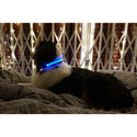 Blue LED Light up Pet Collar | Safe & Visible