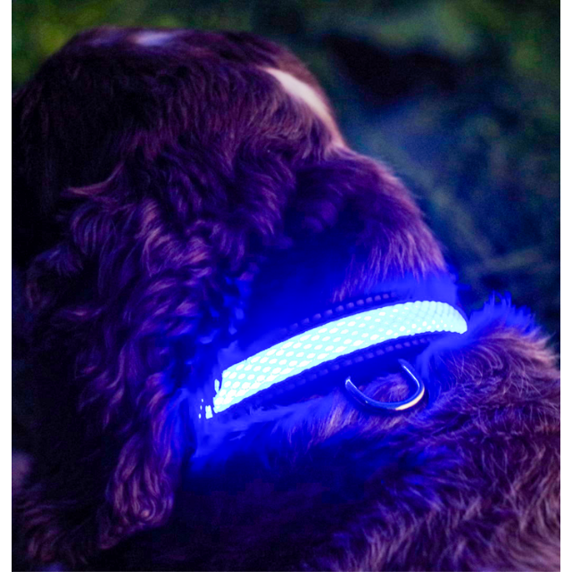 Blue LED Light up Pet Collar | Safe & Visible